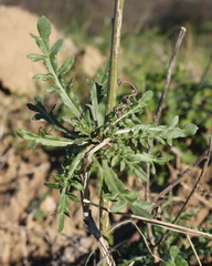 Reseda alba