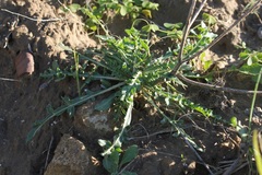 Reseda alba