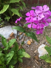 Phlox ovata