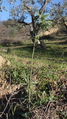 Reseda alba