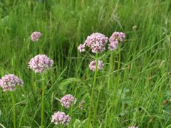 Valeriana amurensis