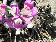 Habropoda miserabilis