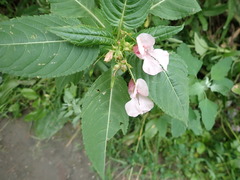 Impatiens glandulifera
