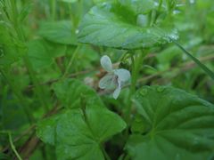 Viola amurica
