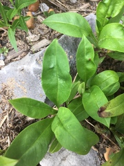Phlox ovata