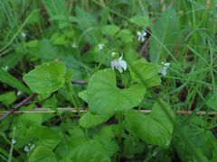 Viola amurica