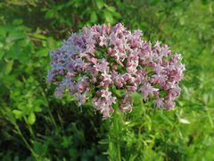 Valeriana alternifolia