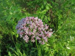 Valeriana alternifolia