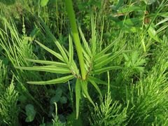 Valeriana alternifolia