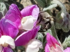 Habropoda miserabilis