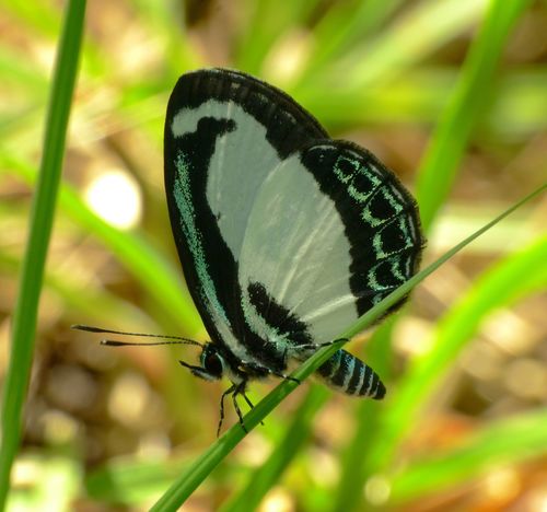 Small Green Banded Blue photo 3