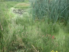 Typha latifolia