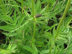 Valeriana amurensis