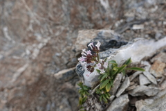 Valeriana apula