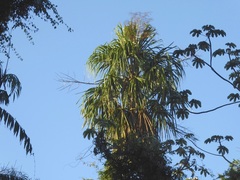 Sabal mauritiiformis