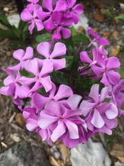 Phlox ovata