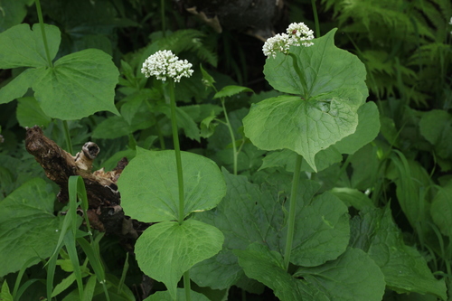 Valeriana alliariifolia