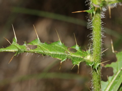Cirsium ferum