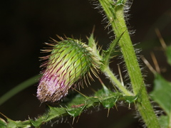 Cirsium ferum