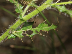 Cirsium ferum