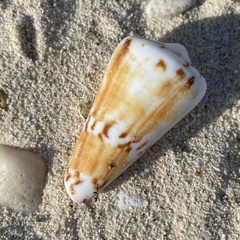Conus generalis