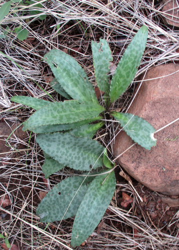 Drimiopsis burkei image