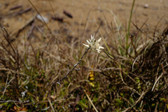 Leontopodium leontopodioides