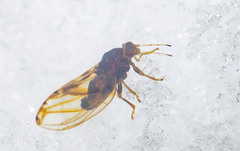 Phylloplecta tripunctata