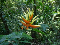 Heliconia aurantiaca