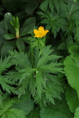 Trollius ranunculinus