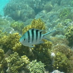 Abudefduf sexfasciatus