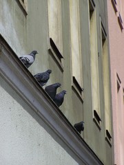 Columba livia domestica