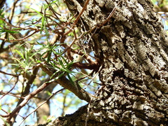 Tripodanthus flagellaris