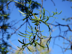 Tripodanthus flagellaris