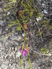 Drosera esterhuyseniae