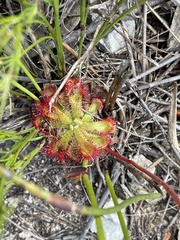 Drosera esterhuyseniae