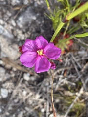 Drosera esterhuyseniae