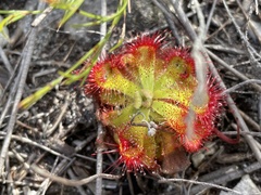 Drosera esterhuyseniae