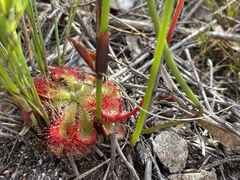 Drosera esterhuyseniae