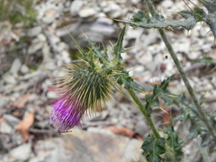 Cirsium ferum