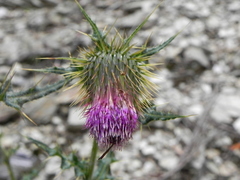 Cirsium ferum