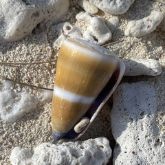 Conus flavidus