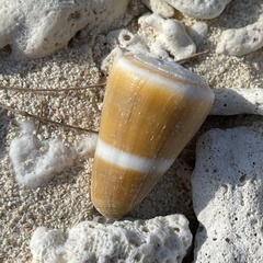 Conus flavidus