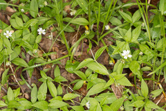 Pseudostellaria europaea