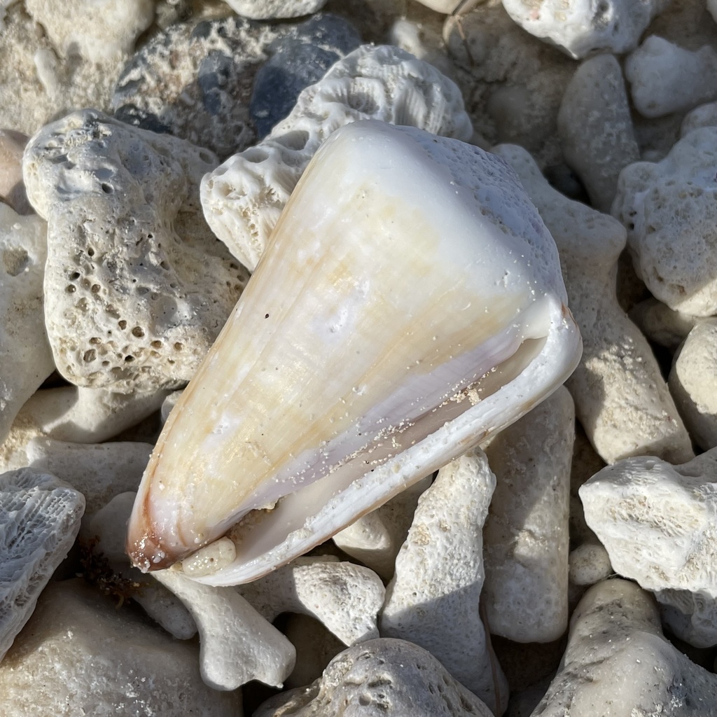Conus distans