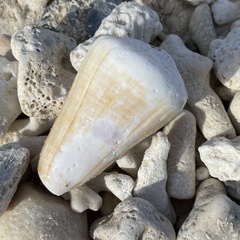 Conus distans