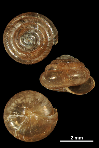 Tawny Glass-snail