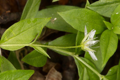 Pseudostellaria europaea