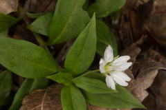 Pseudostellaria europaea