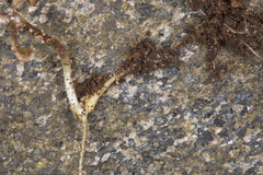 Pseudostellaria europaea